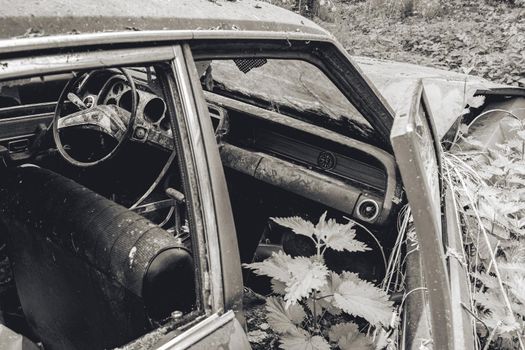 Old abandoned Ford cars dumped in the forest somewhere in Belgium.