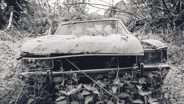 Old abandoned Ford cars dumped in the forest somewhere in Belgium.