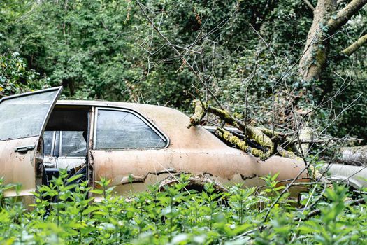 Old abandoned Ford cars dumped in the forest somewhere in Belgium.