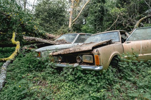 Old abandoned Ford cars dumped in the forest somewhere in Belgium.