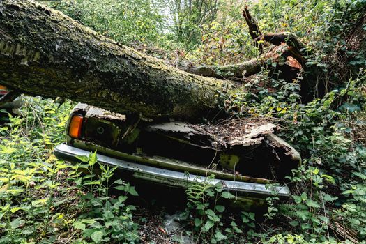 Old abandoned Ford cars dumped in the forest somewhere in Belgium.