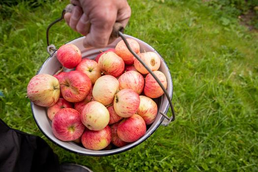 a bucket of red apples, blue background, farm life