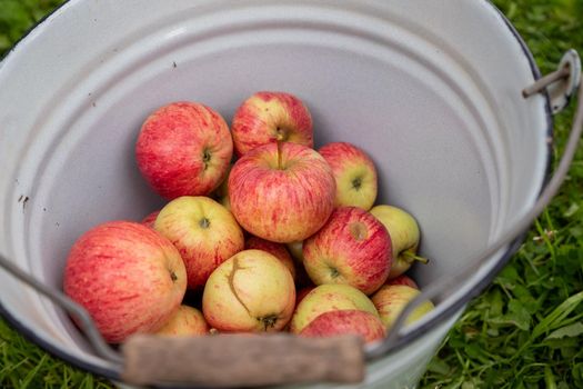 a bucket of red apples, blue background, farm life