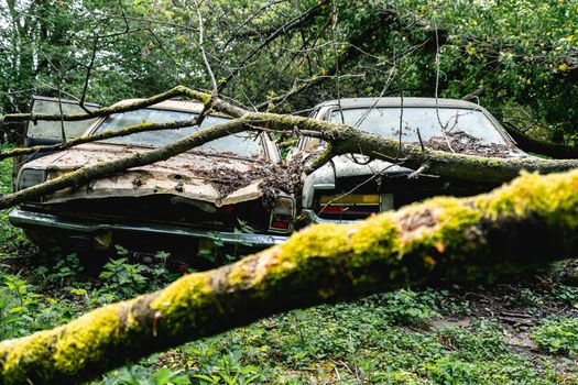 Old abandoned Ford cars dumped in the forest somewhere in Belgium.