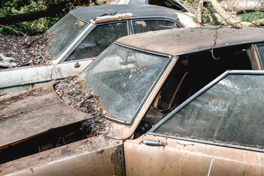 Old abandoned Ford cars dumped in the forest somewhere in Belgium.