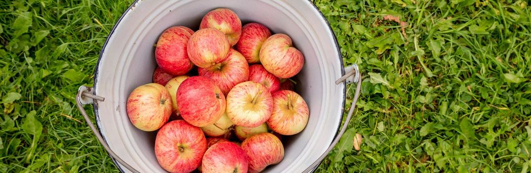 a bucket of red apples, blue background, farm life