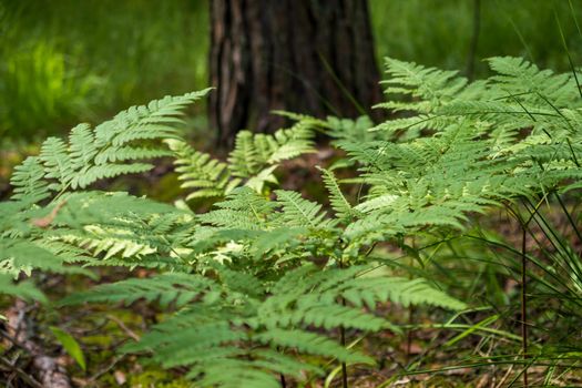 Close-up leaves of the oldest plant ferns in the forest. Environment. Selective focus.