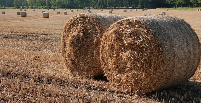 The hay has been harvested. A large number of rolls is the visible result.