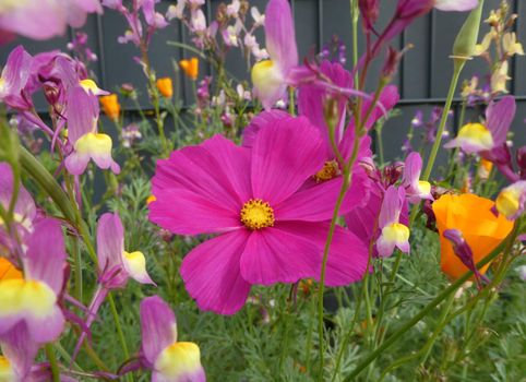 Mixed wildflowers in front of a grey fence. A seed mixture to attract bees and birds. The pink flower is a Cosmos bipinnatus