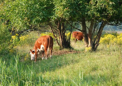 Conservation grazing is the method of using livestock grazing to enrich the natural diversity in these floodplains. These cows are probably Herefords, a race often used for this purpose
