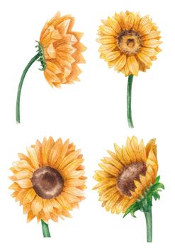 Watercolor drawing of a bright sunflowers set isolated on a white background. Hand drawn watercolor illustration