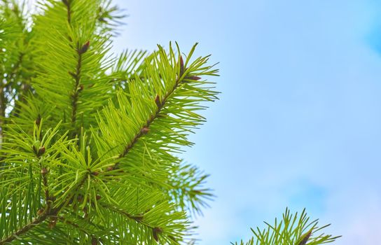 an evergreen coniferous tree that has clusters of long needle-shaped leaves. Many kinds are grown for their soft timber, which is widely used for furniture and pulp, or for tar and turpentine.