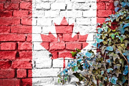 Canada  grunge flag on brick wall with ivy plant, country symbol concept 

