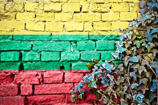 Lithuania grunge flag on brick wall with ivy plant, country symbol concept 

