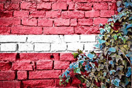 Latvia grunge flag on brick wall with ivy plant, country symbol concept 

