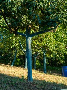 fruit tree garden in piacenza, italy