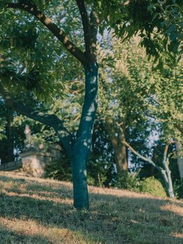 fruit tree garden in piacenza, italy