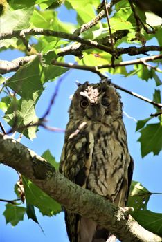 Long eared owl,asio otos, sits on a branch of a plane tree