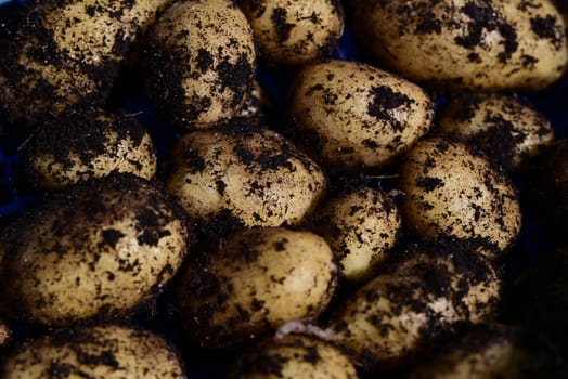 Close-up of potatoes right after harvest