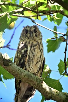 Long eared owl,asio otos, sits on a branch of a plane tree