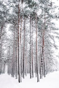 A beautiful winter season scene in Christmas time