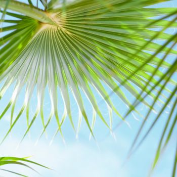 palm tree and blue sky - travel, exotic and tropical backgrounds styled concept