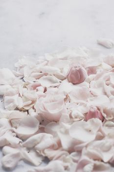 rose flower petals on marble - wedding, holiday and floral garden styled concept