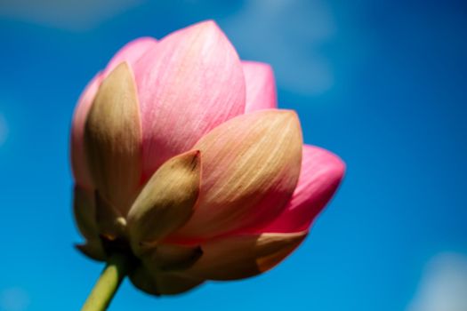 A pink lotus flower sways in the wind. Against the background of their green leaves. Lotus field on the lake in natural environment