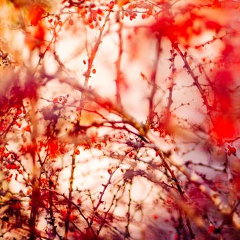 abstract autumn art - nature and environment concept