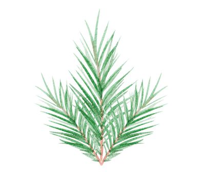 Watercolor fir branch isolated on white background. Hand drawn pine illustration