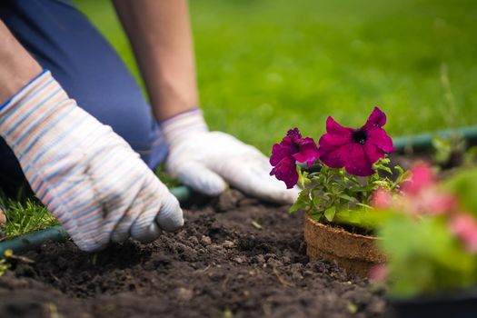 A closeup of hands in gloves engaged in gardening work, preparing the earth in a garden for planting flower seedlings, plant seeds. A professional gardener cultivates plants, farms penutia