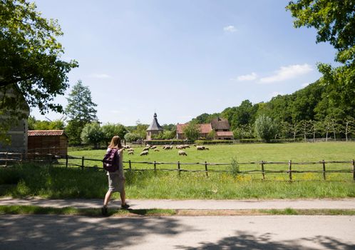 brown sheep graze on an open green meadow in a farming area, rural life, countryside landscape, A flock of sheep grazes on a green pasture on a sunny day, High quality photo