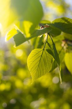 A branch with green leaves is illuminated by the sun . Spring. Young leaves. Natural background. Copy space. Printed products
