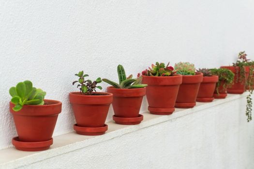 Row of succulents in ceramic pots against a white wall background