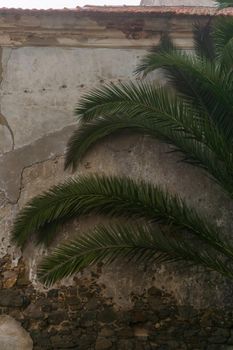Palm tree near the wall of an abandoned dilapidated building background