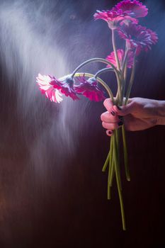 Bouquet of burgundy gerberas in a female hand in backlight on a dark background, High quality photo