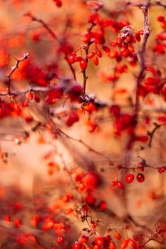 abstract autumn art - nature and environment concept, elegant visuals