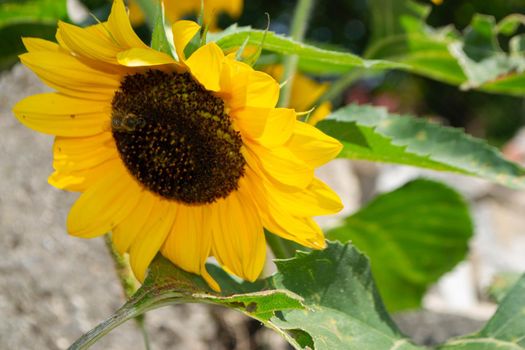 Bee collecting pollen from sunflowers head in the nature. High quality photo