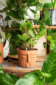 plant in clay pots on wooden table. decorative flowerpots.