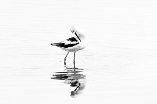 A Willet (Tringa semipalmata) forages in the surf, Bodega Bay, California.