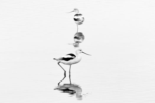 A Willet (Tringa semipalmata) forages in the surf, Bodega Bay, California.