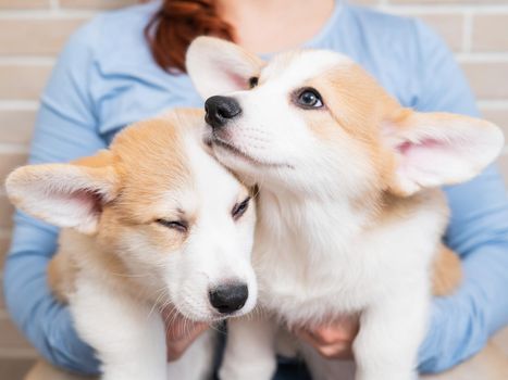 Caucasian woman holding two cute pembroke corgi puppies