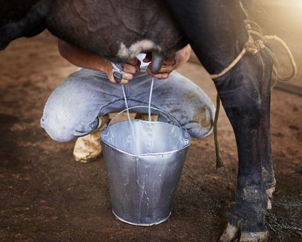 Only the freshest milk. High angle shot of an unrecognizable male farmhand milking a cow in the barn