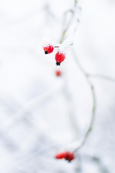 A beautiful winter season scene in Christmas time