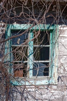 Detail of an old abandoned wooden farmhouse with broken window panes, which is already overgrown by plants.