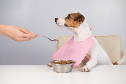 A woman feeds her pet dry food from a spoon. Dog jack russell terrier at the dining table in a bib