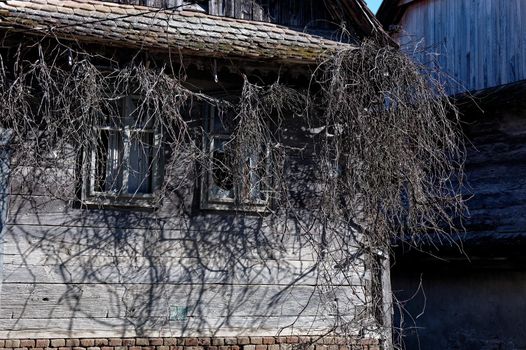 An old abandoned wooden farmhouse with broken window panes, which is already overgrown by plants.