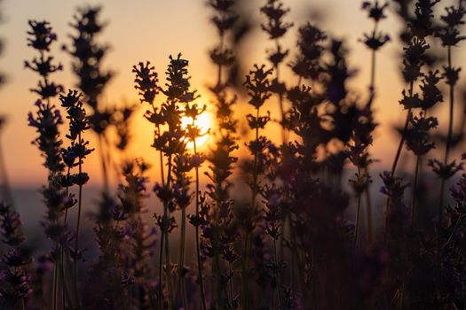 Beautiful sunset in the lavender fields.