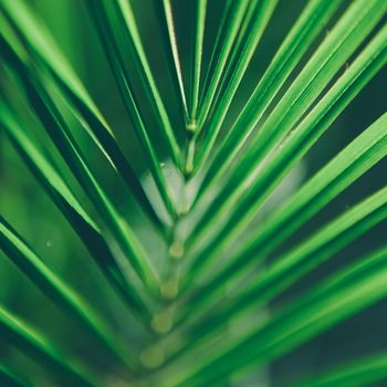 palm tree leaf - travel, exotic and tropical backgrounds styled concept, elegant visuals