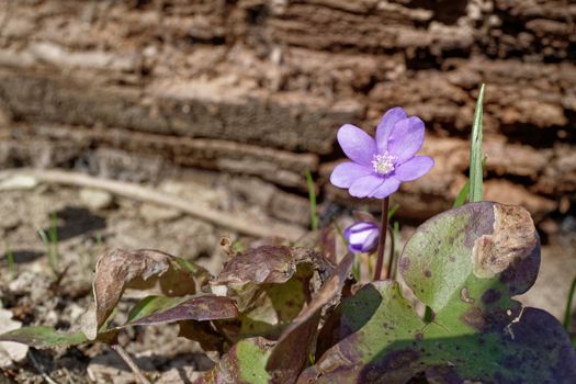 A small violet spring flower on the forest floor with a dead tree trunk in the background.
